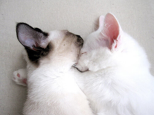 华体会下载-冷门诞生！洪都拉斯掀翻阿根廷，迪亚斯数据全面爆炸统治全场  第1张