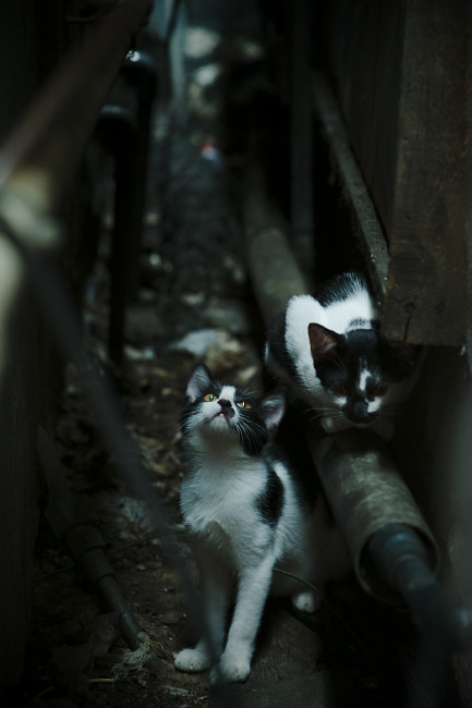 华体会网址-战术棋眼与决胜时刻，从欧冠名局看关键先生如何定义双线争冠  第1张