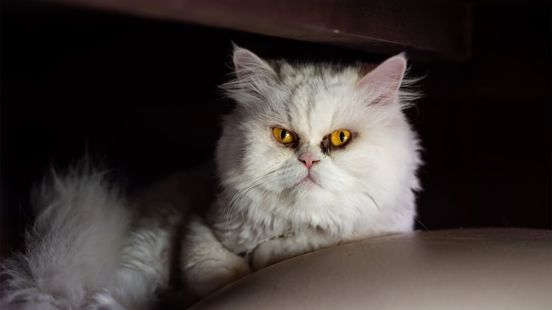 华体会下载-国家德比激情未熄,AC米兰友谊赛斩落喀麦隆,跨洲对决引瞩目 第2张 华体会下载-国家德比激情未熄,AC米兰友谊赛斩落喀麦隆,跨洲对决引瞩目 第2张