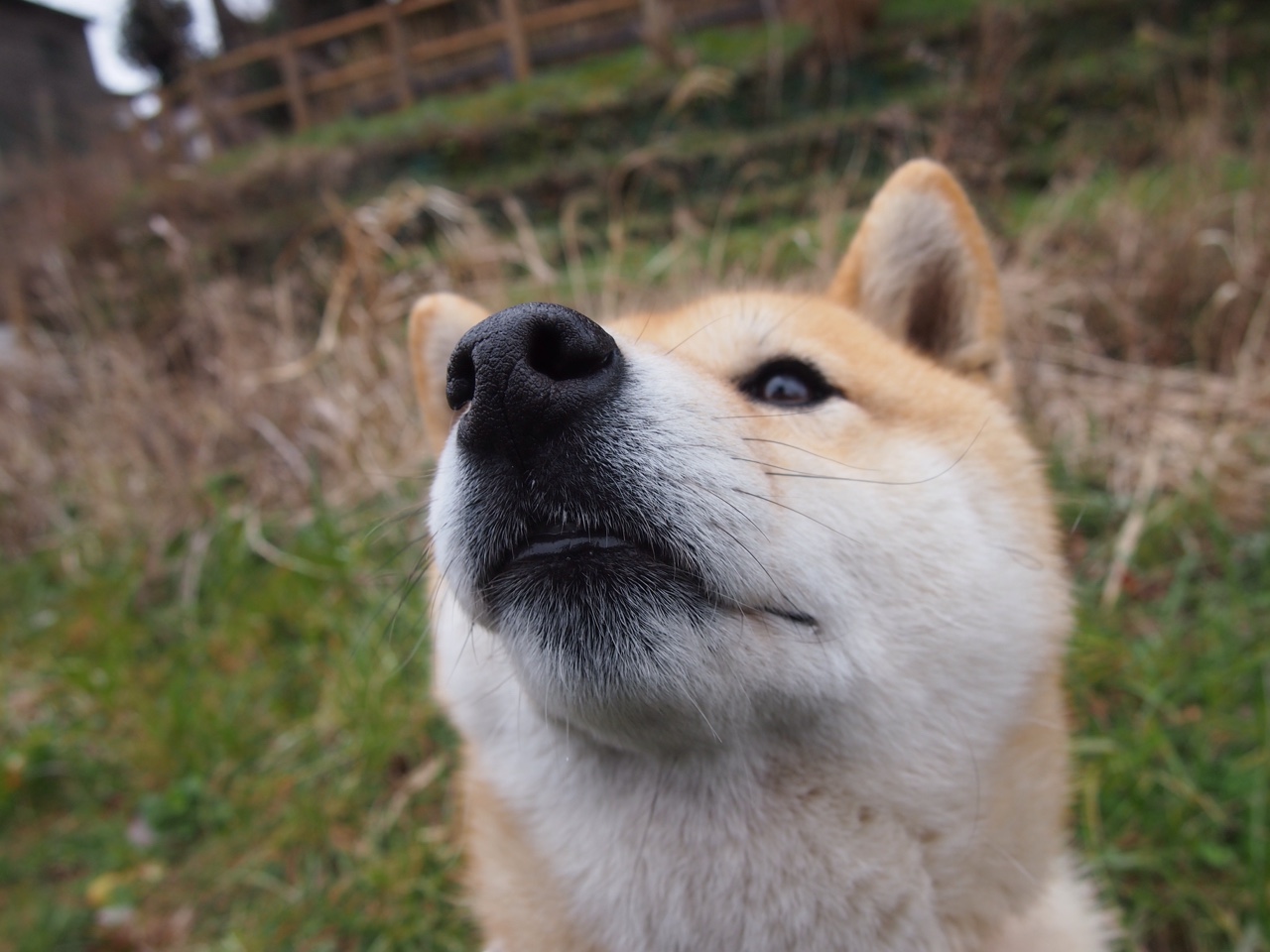 华体会官网-金色盾牌对决致命长矛，新疆末节擒牛记  第2张
